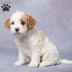 Ike, Cavapoo Puppy